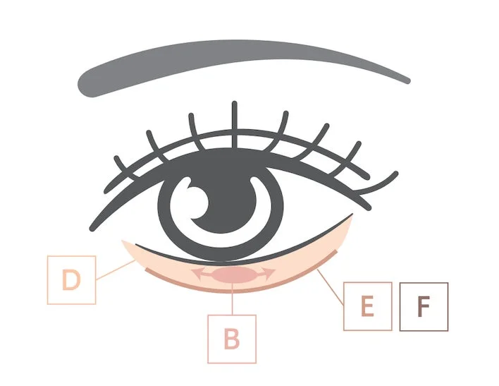下まぶたの構造を説明する目のイラスト