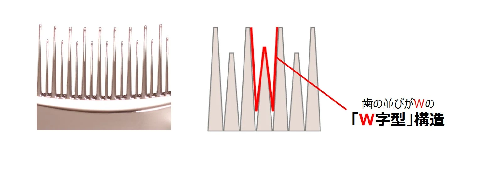 歯の並びがWの「W字型」構造