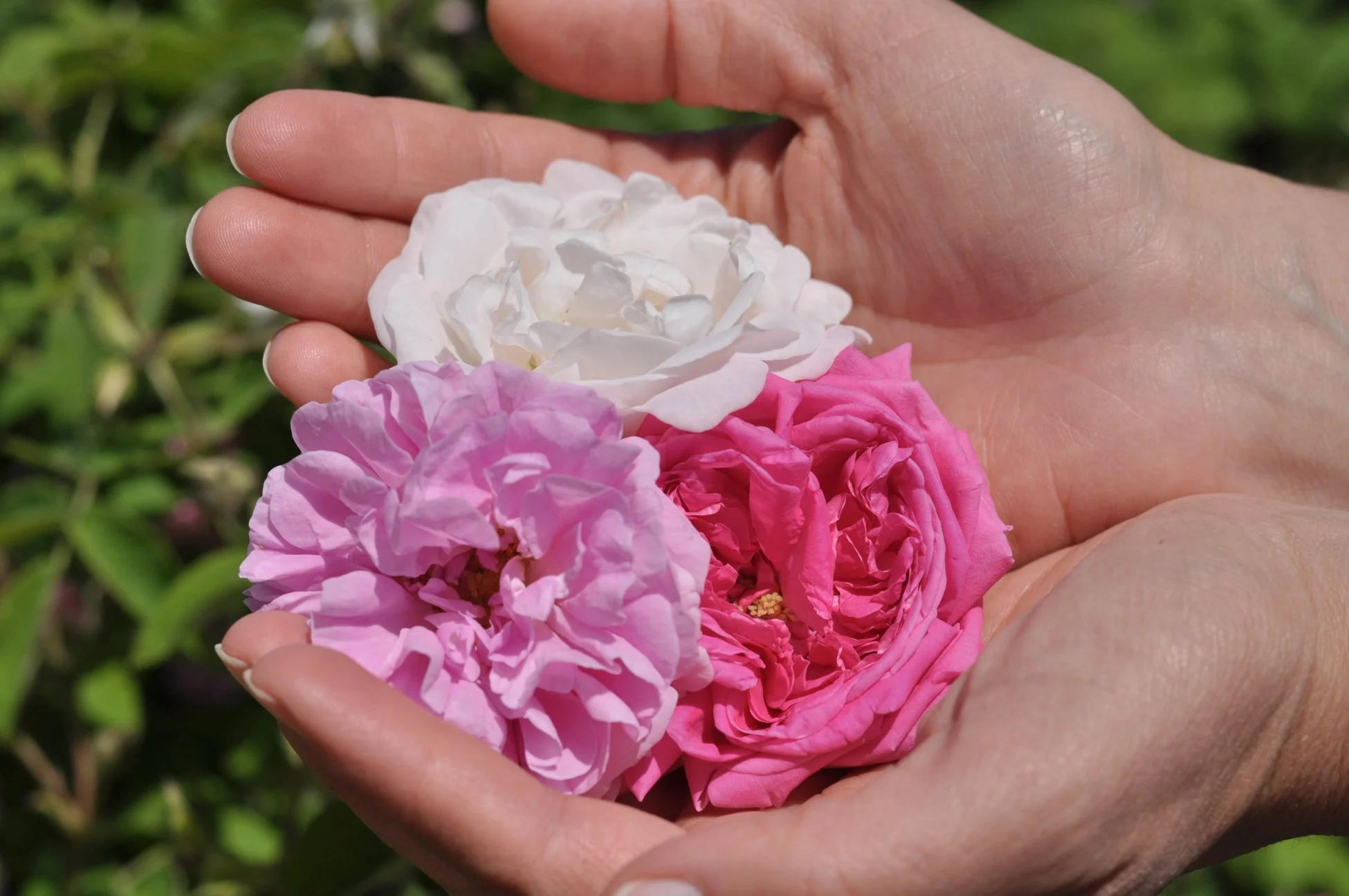 バラを優しく包み込む手